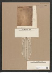 Navicula lyra var. abnormis Grun. (de-Toni-Nr.: Genus 1, Species 327) Zeichnungen Sammlung Grunow Nr. 735 (NHMW-BOT-W0367121)